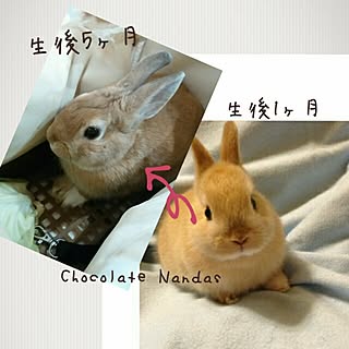 棚/インテリアじゃなくてごめんね(>人<;)/実家に帰省中♡/うさぎ♡/棚じゃないですm(_ _)m...などのインテリア実例 - 2015-04-02 22:51:08