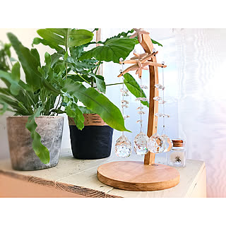 たんぽぽ綿毛の瓶詰めのインテリア実例 Roomclip ルームクリップ