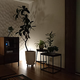 観葉植物 ドラセナサンデリアーナのおしゃれなアレンジ 飾り方のインテリア実例 Roomclip ルームクリップ