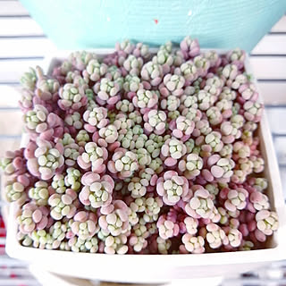 多肉植物 パープルヘイズのインテリア実例 Roomclip ルームクリップ