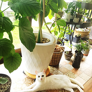 バス/トイレ/保護猫/しろねこのしろ/猫/リフォーム...などのインテリア実例 - 2018-08-12 18:03:28