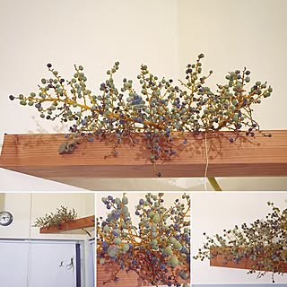 シュロの木のインテリア実例 Roomclip ルームクリップ