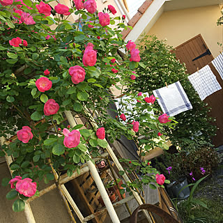 玄関/入り口/IKEAのキッチンクロス/脚立/薔薇/アンジェラ/小屋...などのインテリア実例 - 2018-05-28 10:59:34
