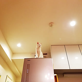 キッチン/猫と暮らす/いいね、フォロー本当に感謝です♡/いぬと暮らす/子供と暮らす...などのインテリア実例 - 2020-01-23 23:49:20