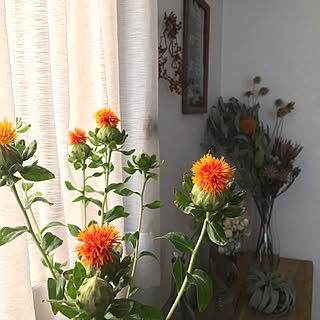 ドライフラワー 紅花のインテリア実例 Roomclip ルームクリップ