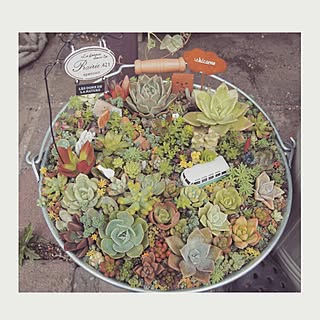 机/IG→ryohrkw/多肉植物/多肉植物だいすき。/NO GREEN NO LIFE...などのインテリア実例 - 2015-04-06 14:54:26