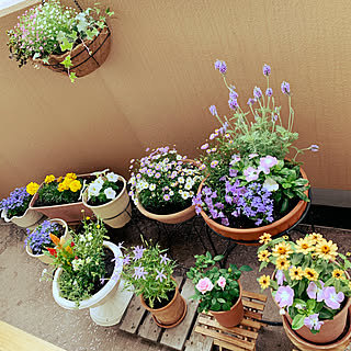 寄せ植え 金魚草のインテリア実例 Roomclip ルームクリップ