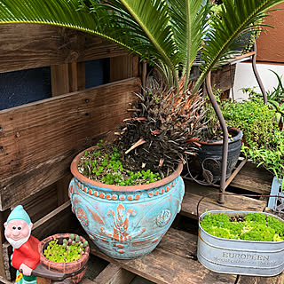 玄関/入り口/そてつっち/植木鉢/パレットガーデニングDIY/パレットはただ♪...などのインテリア実例 - 2018-06-13 06:47:32
