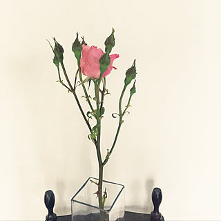 薔薇/庭/田舎暮らし/古民家暮らし/花...などのインテリア実例 - 2019-06-14 22:00:07