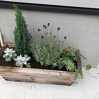寄せ植え/花のある暮らし/緑のある暮らし/プランター/猫との暮らし...などのインテリア実例 - 2019-11-28 15:12:12