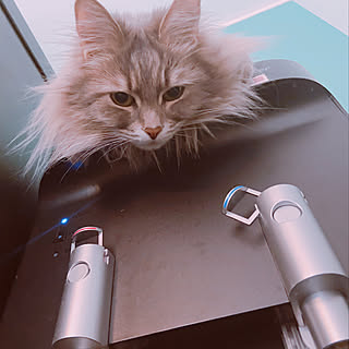 ウォーターサーバーの上 猫スペースのインテリア実例 Roomclip ルームクリップ
