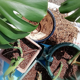 玄関/入り口/いいね!ありがとうございます♪/観葉植物/モンステラ株分け/インテリアじゃなくてごめんなさいのインテリア実例 - 2019-04-23 15:59:55