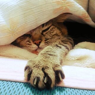 ベッド周り/冬のにゃんこ/和室/かまくら/猫のいる生活...などのインテリア実例 - 2016-10-27 21:31:50