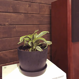 ドラセナワーネッキーレモンサプライズ/グリーン増やしたい♪/グリーンのある暮らし/観葉植物/リビングのインテリア実例 - 2019-07-17 00:15:18