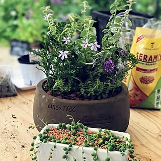 寄せ植え ヘリクリサムのインテリア実例 Roomclip ルームクリップ