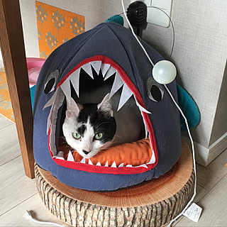 猫 フライングタイガーのインテリア実例 Roomclip ルームクリップ 猫 フライングタイガーのインテリア実例 Roomclip ルームクリップ