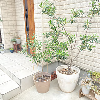 玄関前 ガーデニング オリーブの鉢植えのインテリア実例 Roomclip ルームクリップ
