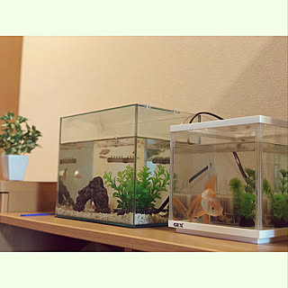 一人暮らし 金魚のインテリア レイアウト実例 Roomclip ルームクリップ 一人暮らし 金魚のインテリア レイアウト実例 Roomclip ルームクリップ