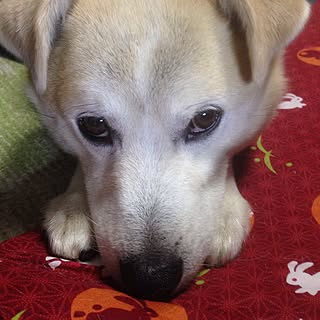 犬と暮らすに関するインテリア実例まとめ Roomclip ルームクリップ 犬と暮らすに関するインテリア実例まとめ Roomclip ルームクリップ