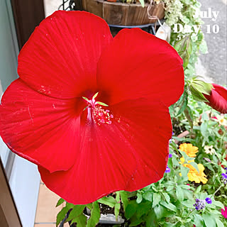 タイタンビカスの花のインテリア実例 Roomclip ルームクリップ