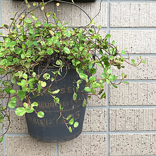 ワイヤープランツスポットライトのインテリア実例 Roomclip ルームクリップ ワイヤープランツスポットライトのインテリア実例 Roomclip ルームクリップ