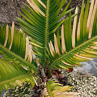 植物のある暮らし 蘇鉄の葉のインテリア実例 Roomclip ルームクリップ