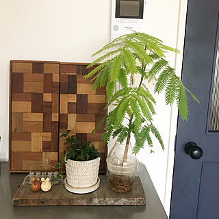 多肉植物 ねずみ年のおしゃれなアレンジ 飾り方のインテリア実例 Roomclip ルームクリップ