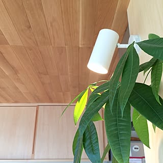 キッチン/植物/ナラ無垢床/ナラの床材を天井に張ってます!/パキラも元気( ´ ▽ ` )ノ...などのインテリア実例 - 2014-09-02 08:08:37