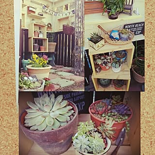 玄関/入り口/多肉棚/小屋DIY /NO GREEN NO LIFE/たにく★セダム...などのインテリア実例 - 2017-04-04 22:33:40