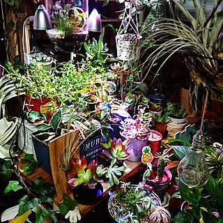リビング/観葉植物/緑病の方、おられますか?/ガーデニング/観葉植物のある部屋...などのインテリア実例 - 2018-04-08 11:57:30