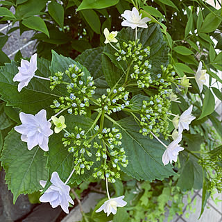 隅田の花火 ガクアジサイのインテリア実例 Roomclip ルームクリップ