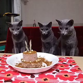 猫用ケーキのインテリア実例 ｜ RoomClip（ルームクリップ）