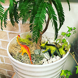 観葉植物 恐竜フィギュアのおしゃれなアレンジ 飾り方のインテリア実例 Roomclip ルームクリップ