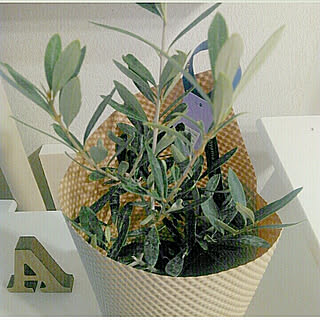 植木/モノ集め/壁/天井/オリーブの木/青山フラワーマーケット...などのインテリア実例 - 2018-02-27 21:06:42