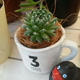 ダイソー センペルのインテリア実例 Roomclip ルームクリップ