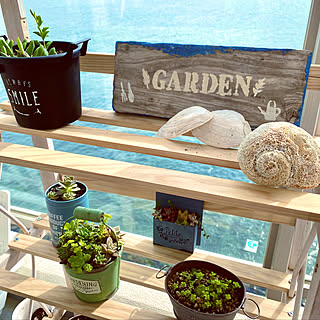 Can Do キャンドゥ 観葉植物のまとめページ Roomclip ルームクリップ Can Do キャンドゥ 観葉植物のまとめページ Roomclip ルームクリップ