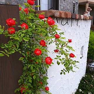 バラ初心者のインテリア実例 Roomclip ルームクリップ