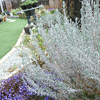 花壇 ベロニカオックスフォードブルーのインテリア実例 Roomclip ルームクリップ