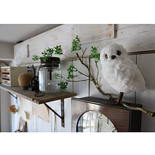 ニトリ ふくろうの置物のインテリア実例 Roomclip ルームクリップ