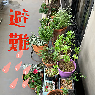 マンション 台風接近のレイアウト おしゃれなインテリアコーディネートの実例 Roomclip ルームクリップ