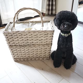 夏用品/クーラーBOXのインテリア実例 - 2013-07-15 12:11:43