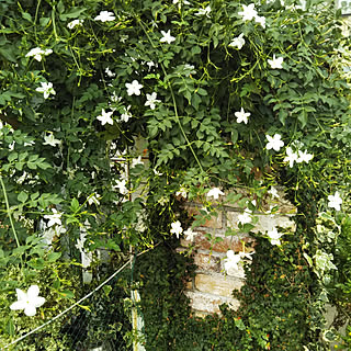 ガーデニング ジャスミンホワイトプリンセスのインテリア実例 Roomclip ルームクリップ