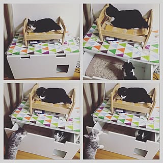 リビング/猫/cat/猫トイレ/イケア...などのインテリア実例 - 2016-10-27 15:55:16