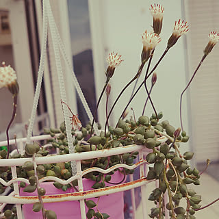 多肉植物寄せ植え グリーンネックレスの花のおしゃれなアレンジ 飾り方のインテリア実例 Roomclip ルームクリップ