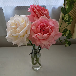 玄関/入り口/庭/バラ/薔薇/トーナメントオブローゼス...などのインテリア実例 - 2019-05-17 11:39:09