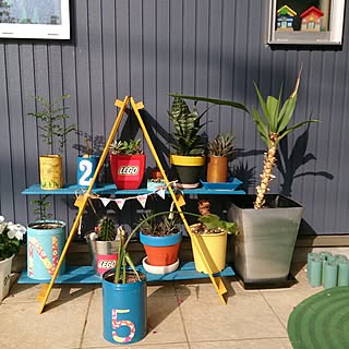 すのこ 復活クワズイモのおしゃれなアレンジ 飾り方のインテリア実例 Roomclip ルームクリップ