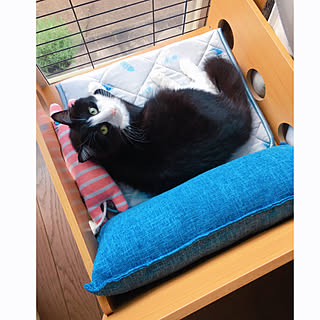 ハチワレ女子ニケたん♡/ソファベッドの正しい使い方!/猫のいる日常/猫のいる暮らし/ねことの暮らし...などのインテリア実例 - 2020-07-22 09:00:24