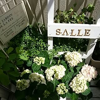 DIY/廃材DIY/白が好き♡/ベランダガーデン/紫陽花...などのインテリア実例 - 2016-04-06 12:49:52