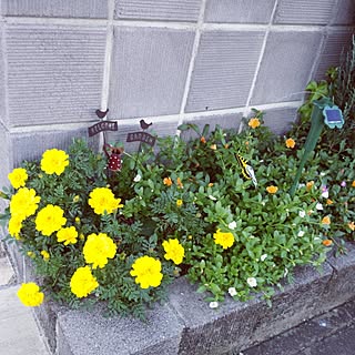 花壇 ポーチュラカのインテリア実例 Roomclip ルームクリップ