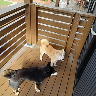 ウッドデッキ 柴犬のインテリア実例 Roomclip ルームクリップ